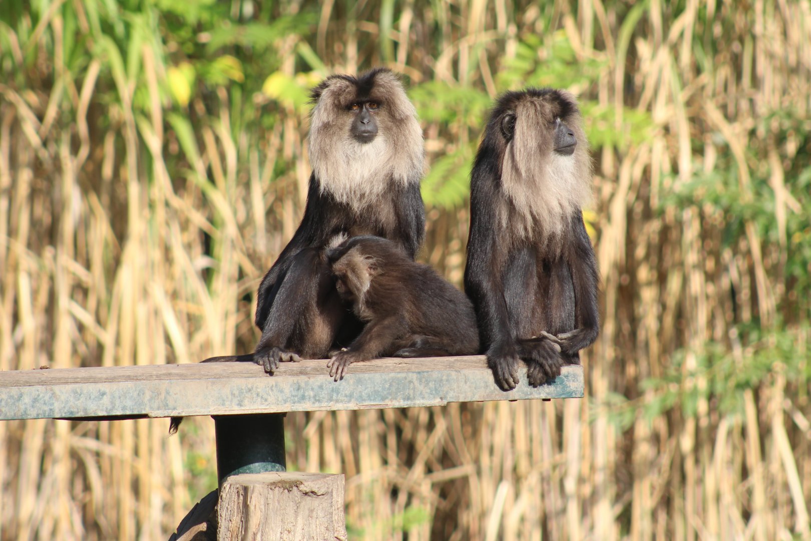 Lion-Tailed Macaques