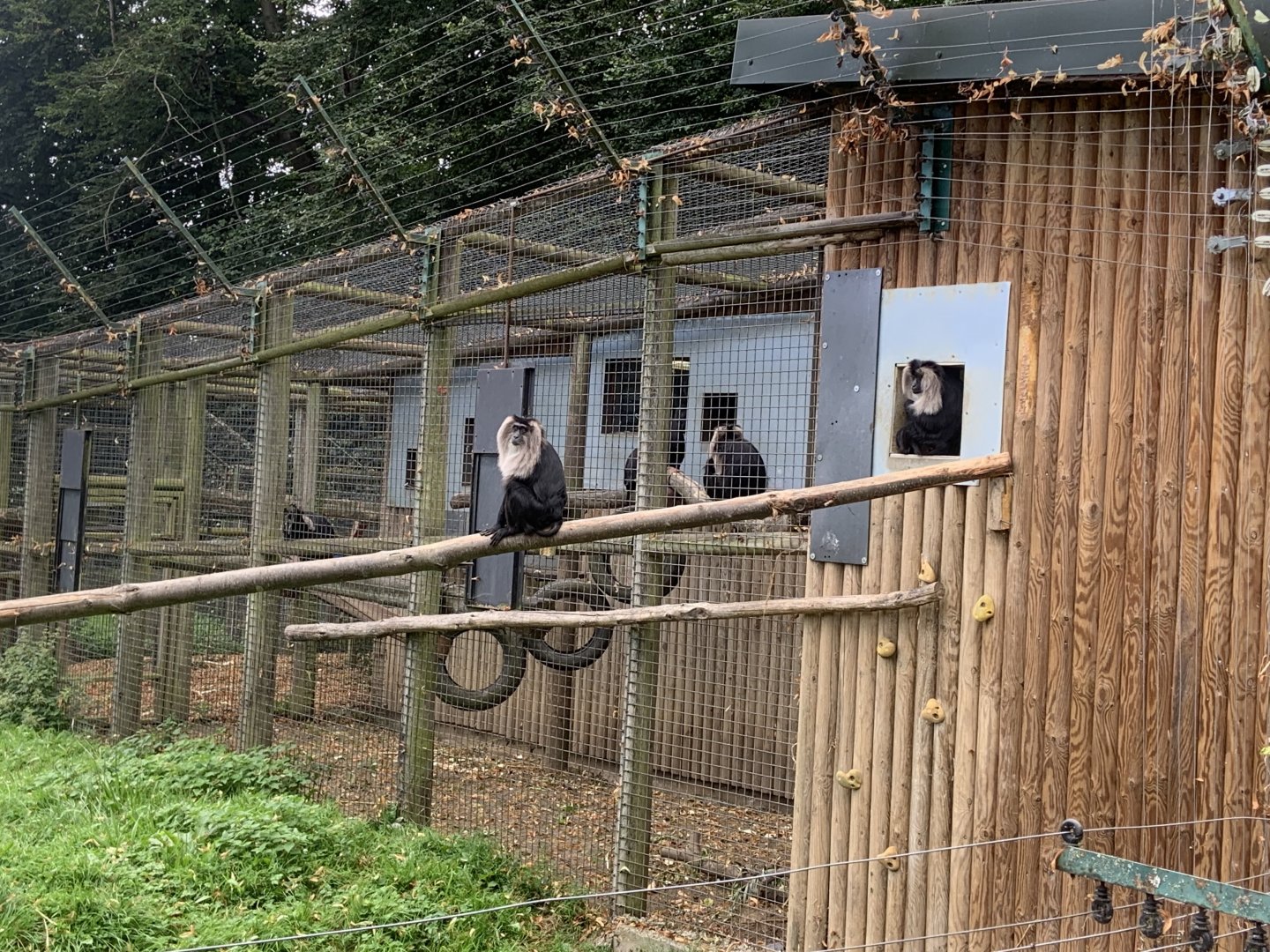 Lion-tailed macaques