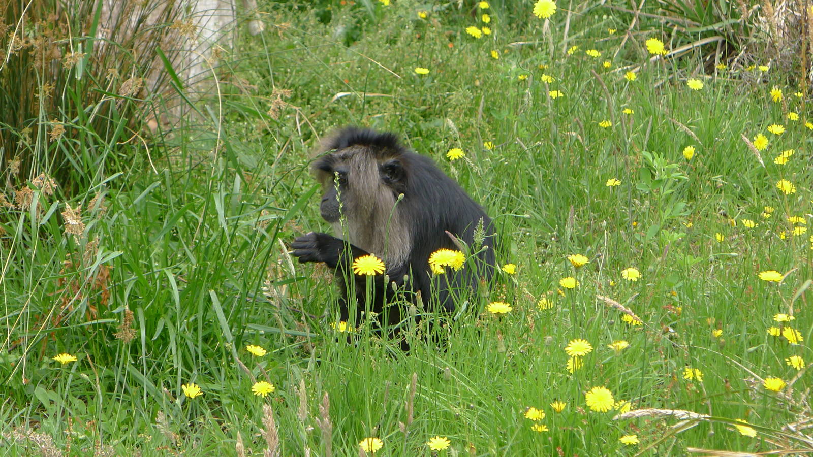 Lion tailed Macque
