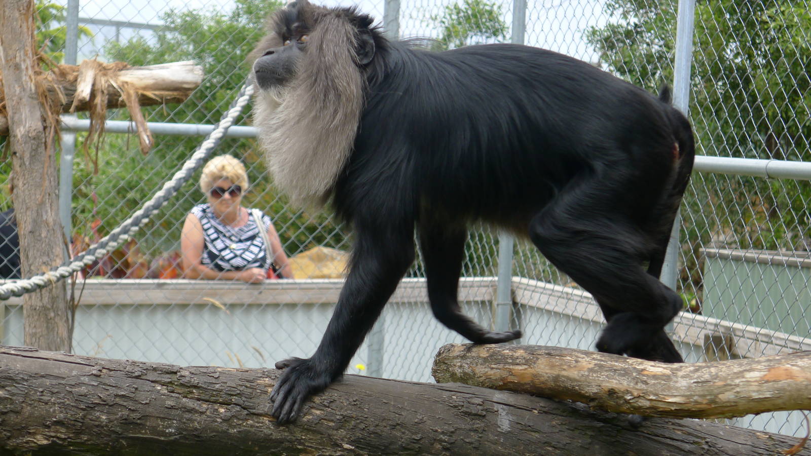 Lion tailed macque