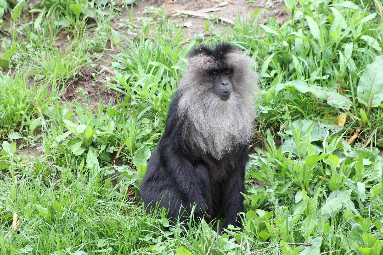Lion-tailed maquace