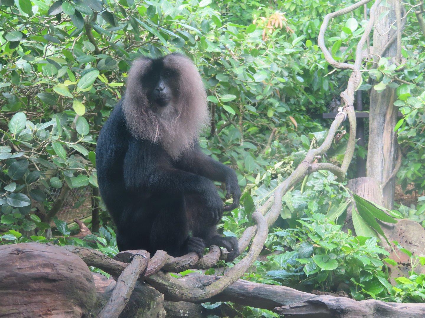 lion tailed monkey
