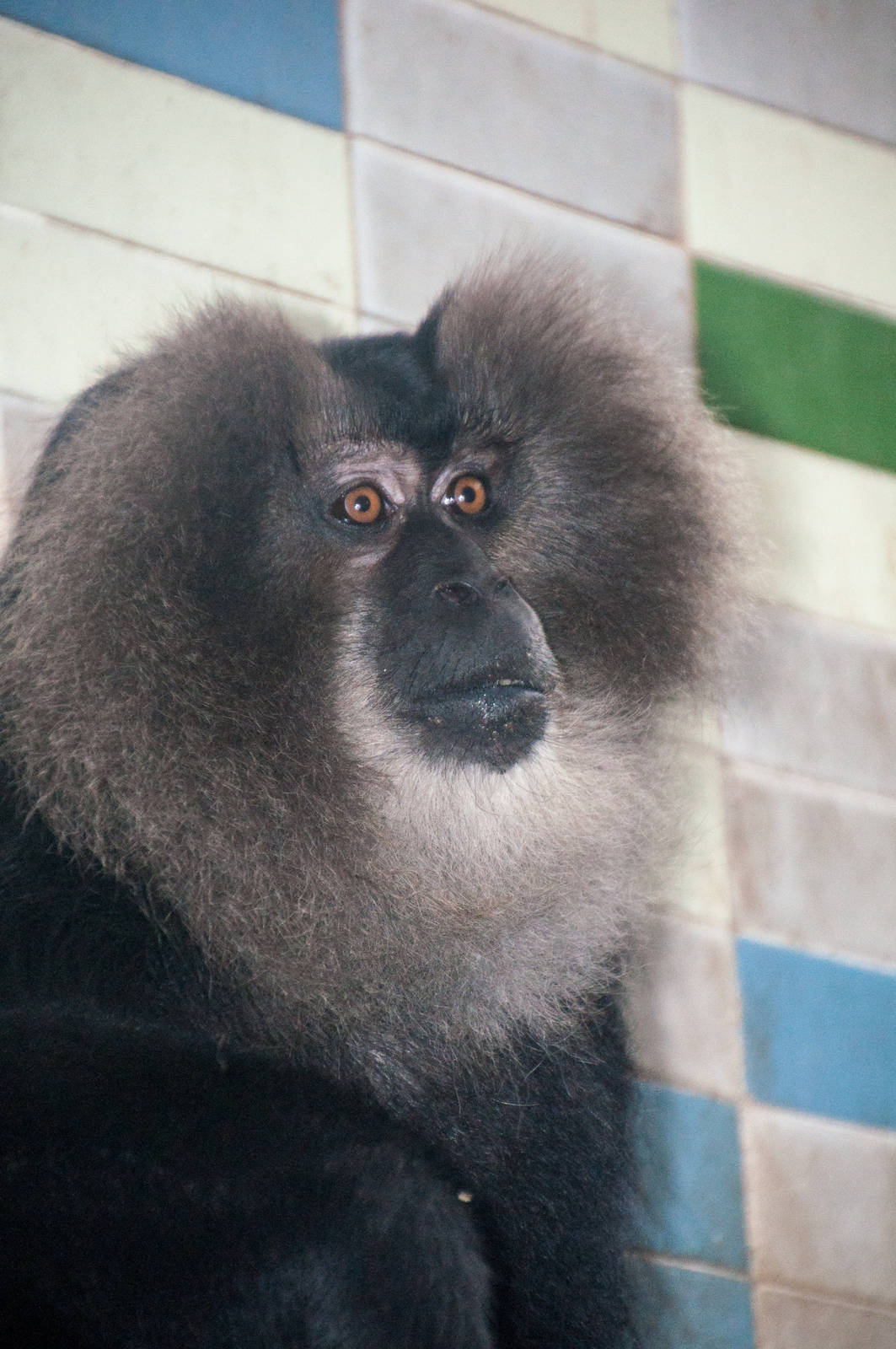 Lion-Tailed_Macaque_-_Macaca_silenus_-_Shanghai_Zoo_-_20130628