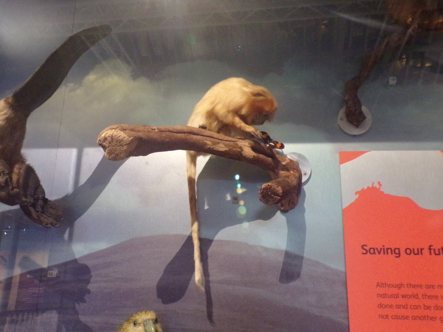 Lion tamarin 26.8.23