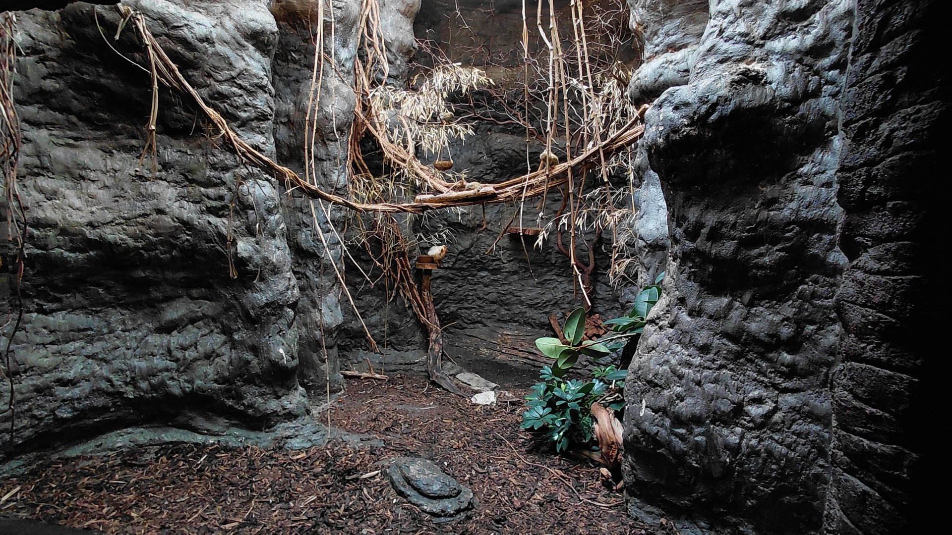 Lion tamarin and pygmy marmoset exhibit