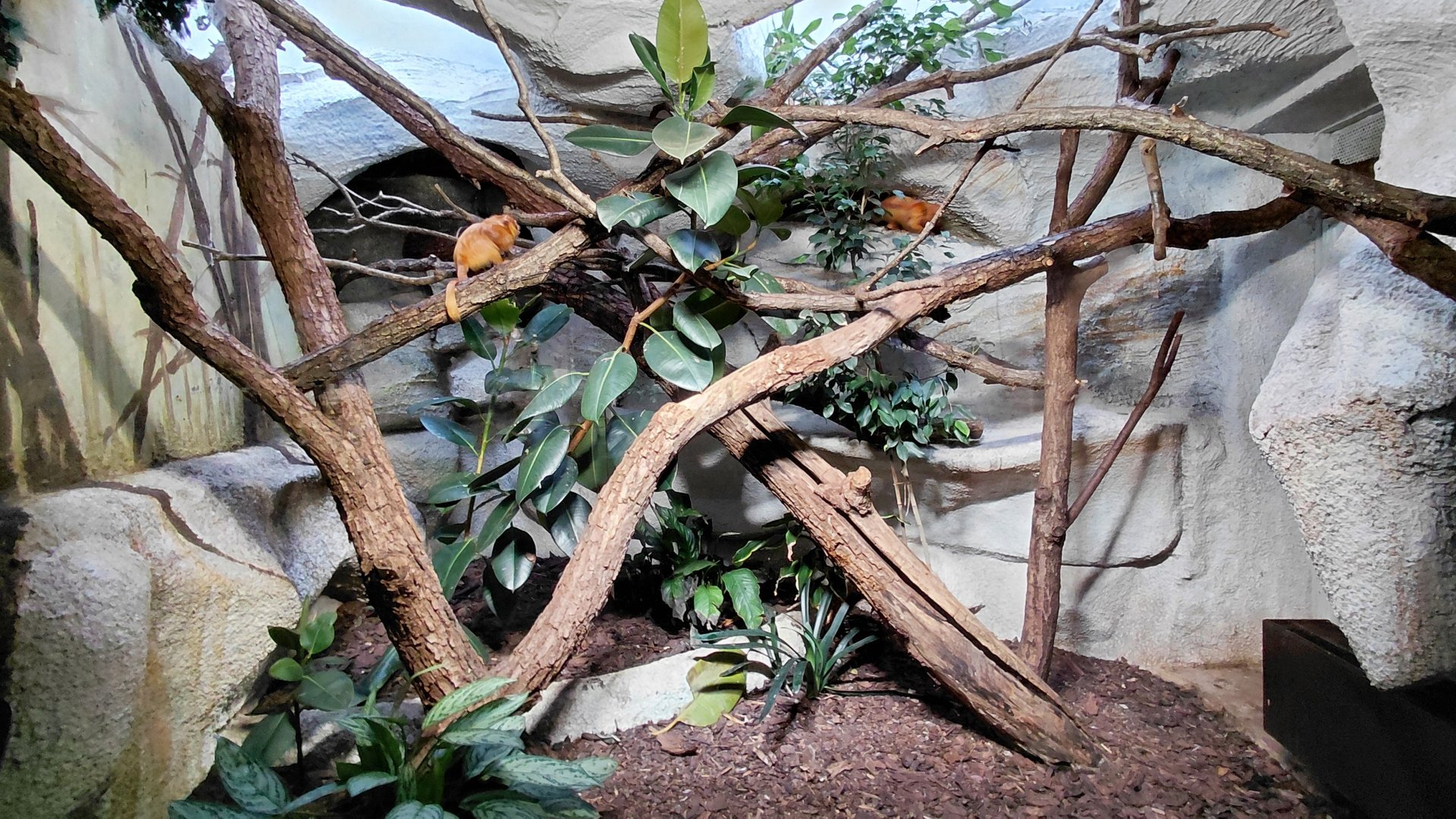 Lion tamarin indoor exhibit