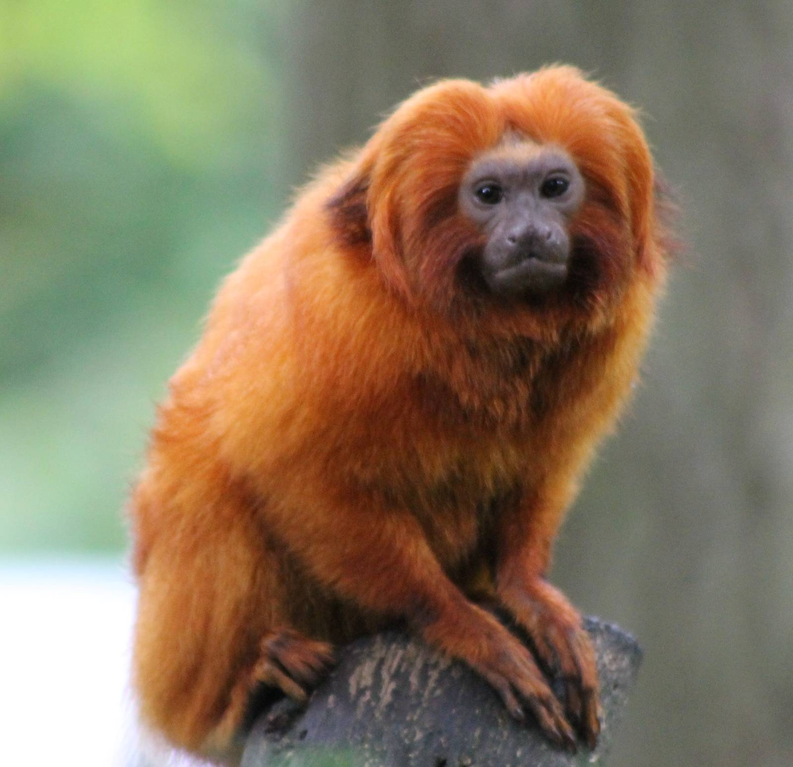 Lion tamarin