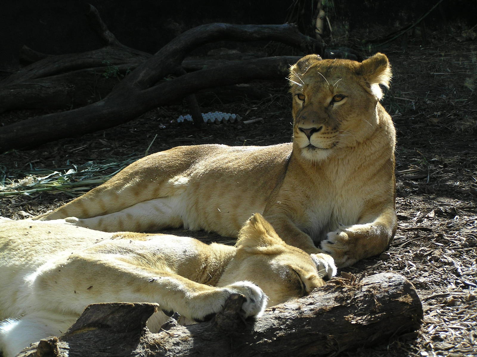 Lion - Taronga 05
