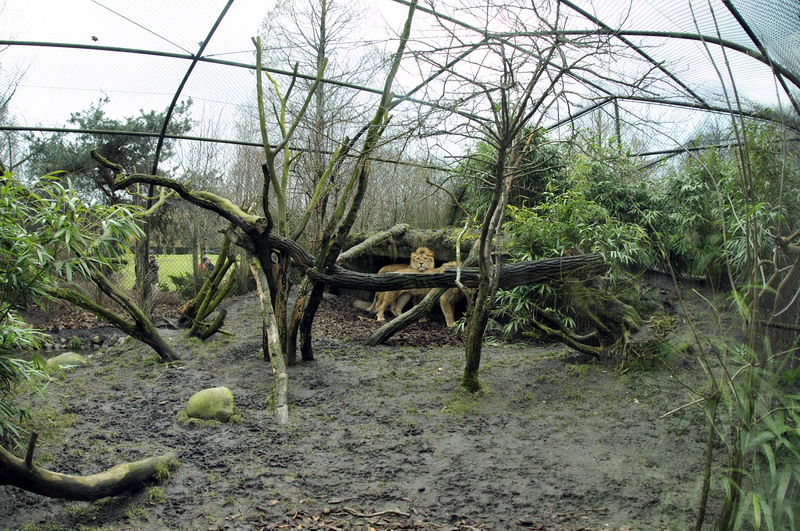 Lion temporal enclosure