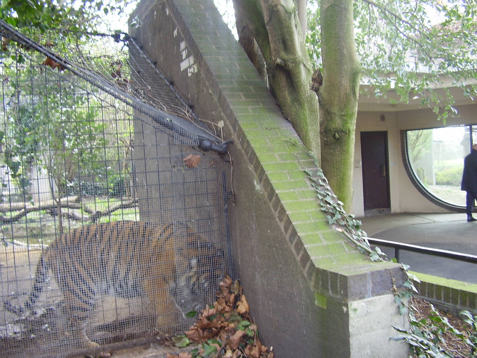 Lion Terraces - temporary tiger holding