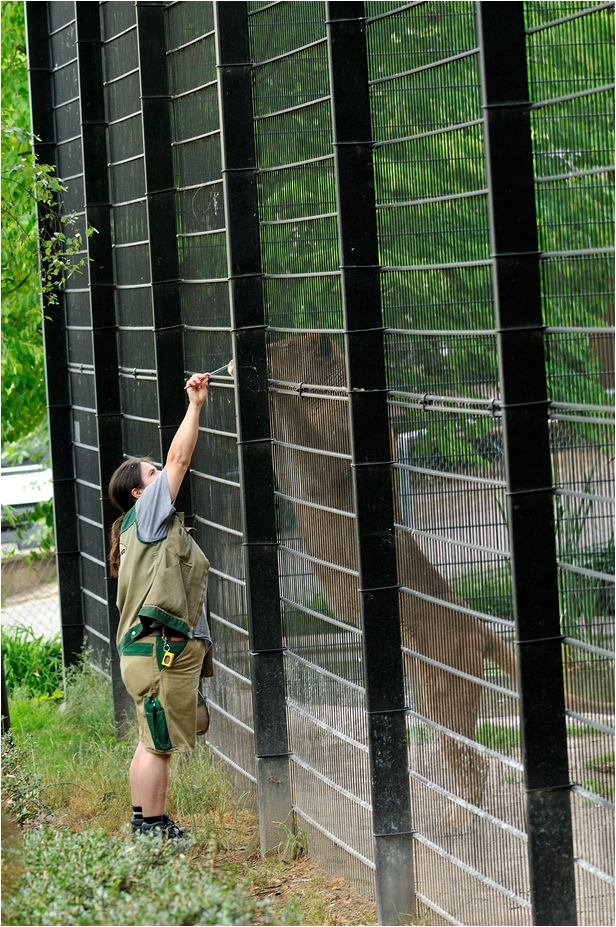 Lion training at Neuwied