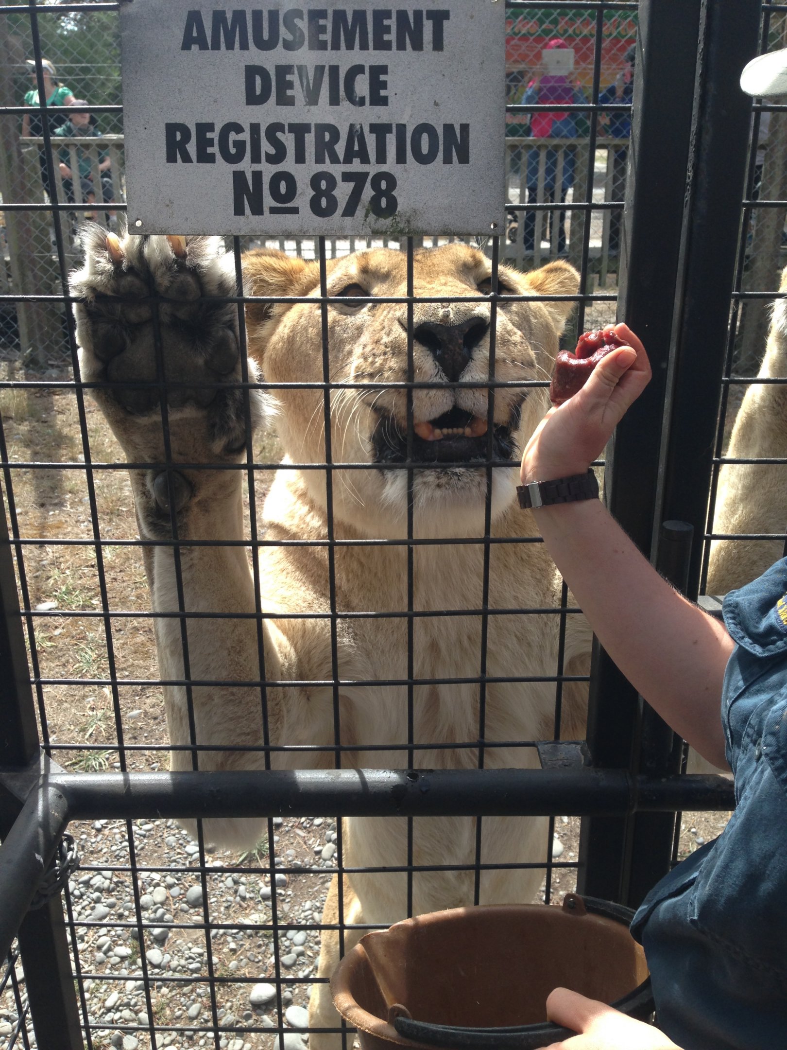 Lion truck experience 2016