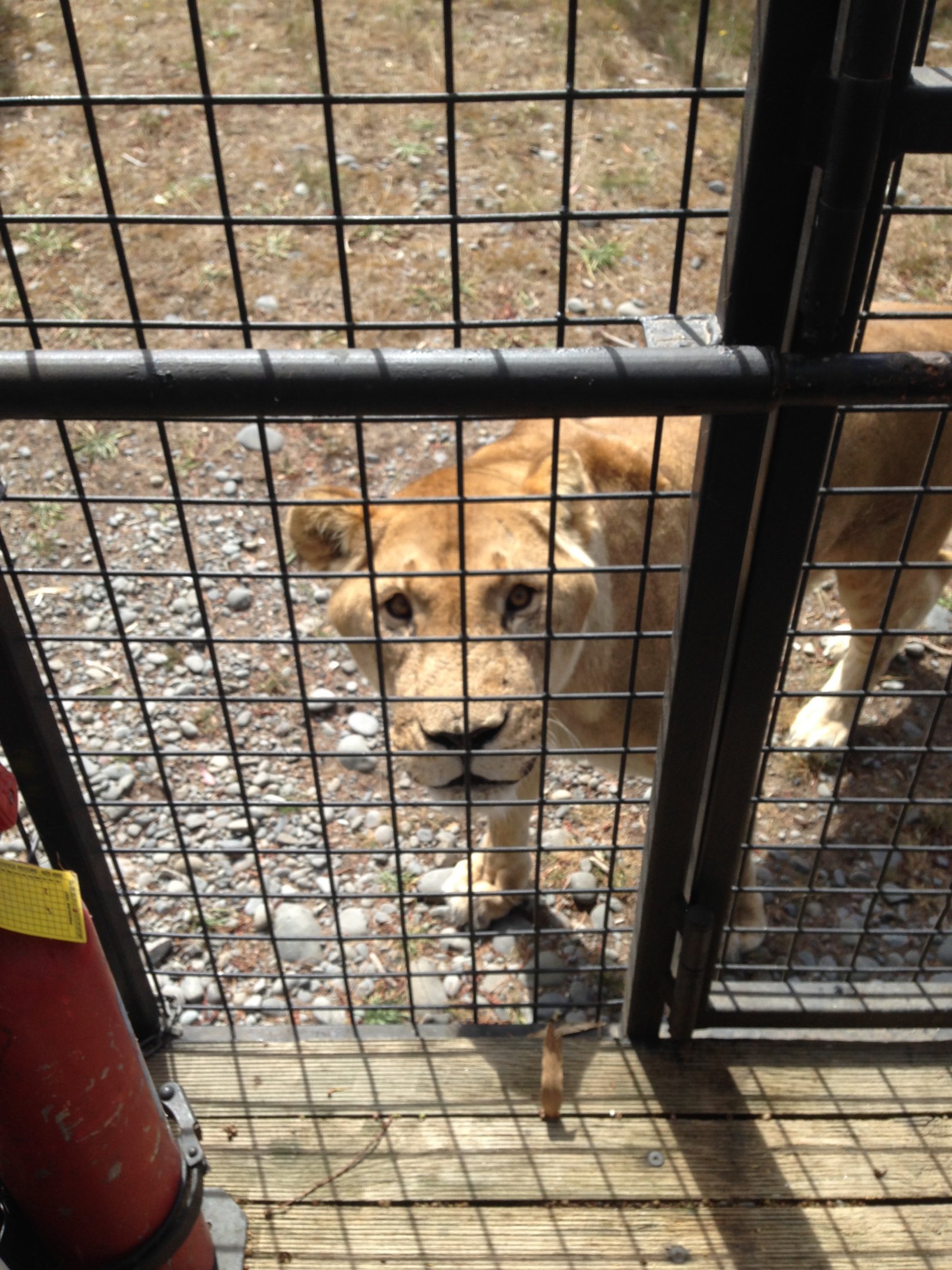 Lion truck experience 2016