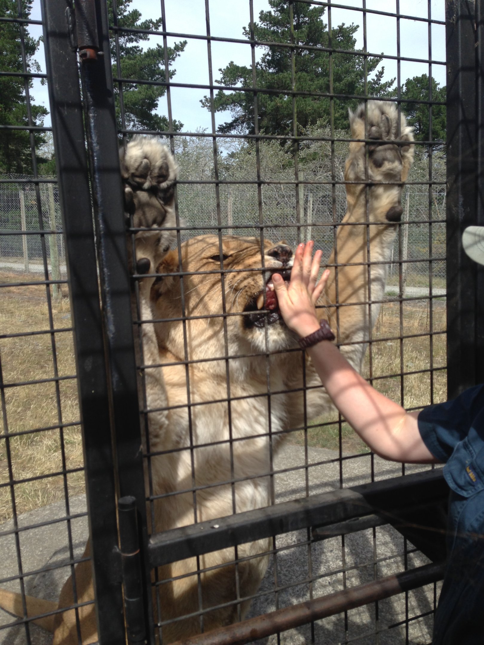 Lion truck experience 2016