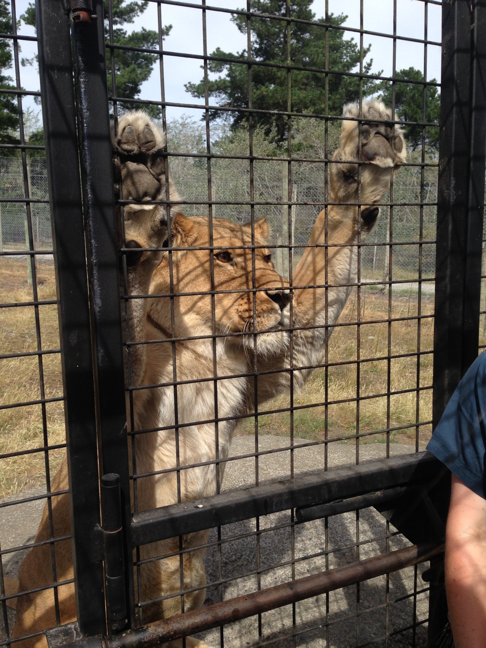 Lion truck experience 2016