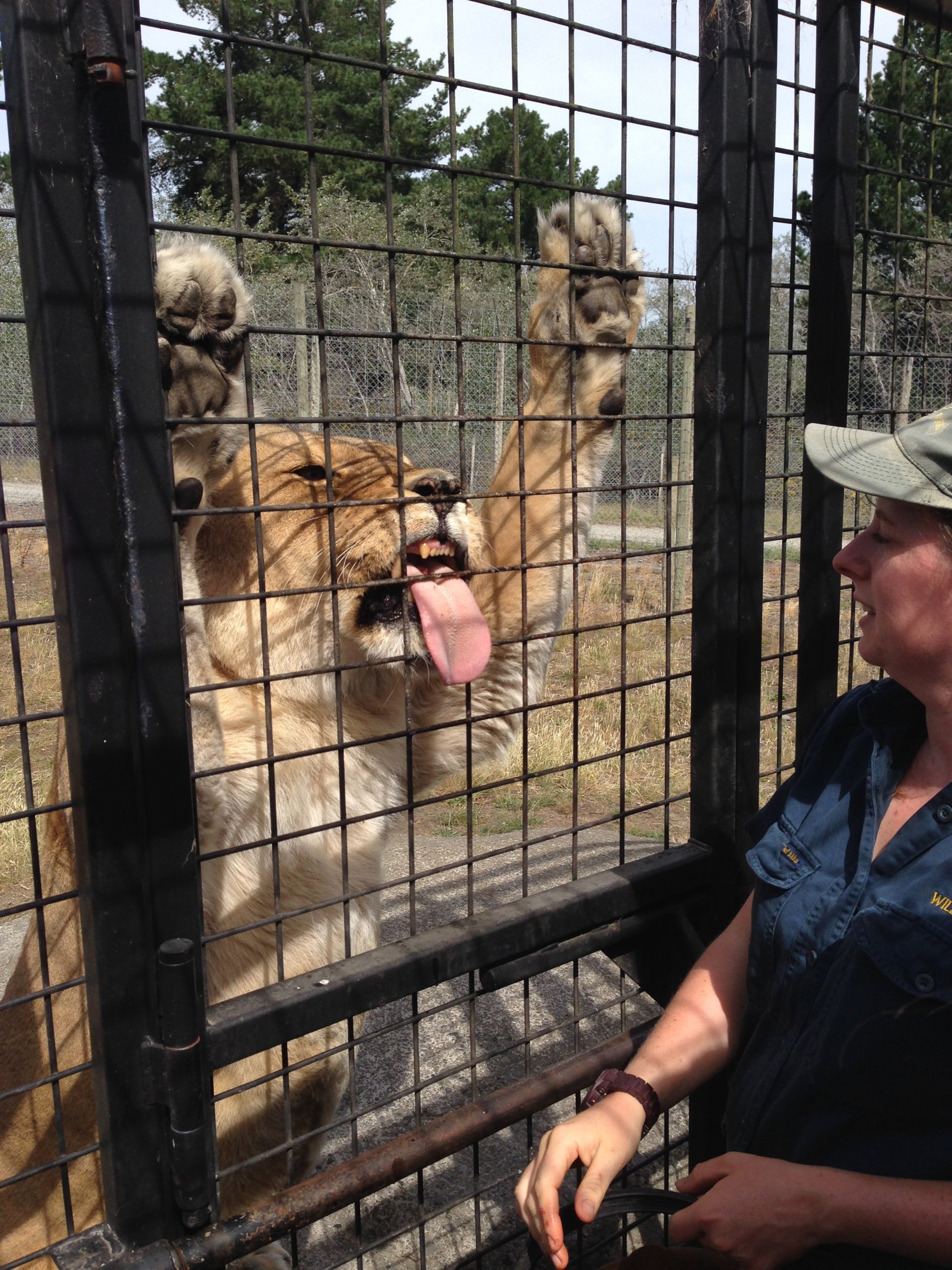 Lion truck experience 2016