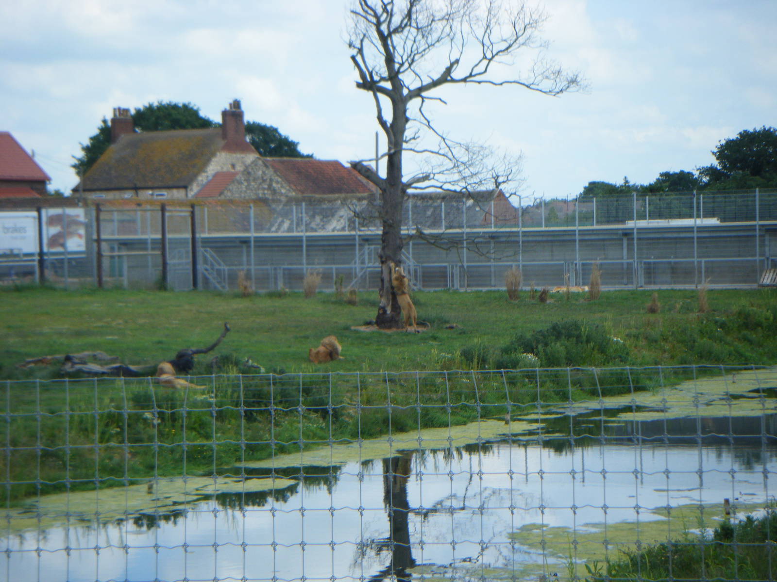 Lion using natural scratching post