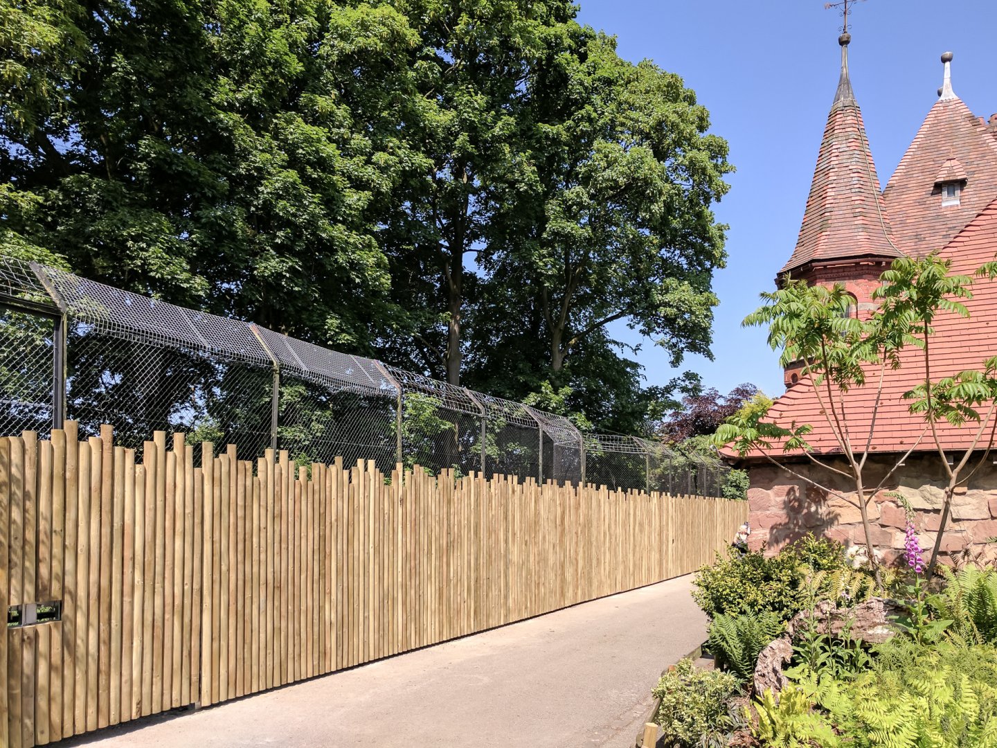 Lion Viewing - 25/05/2017