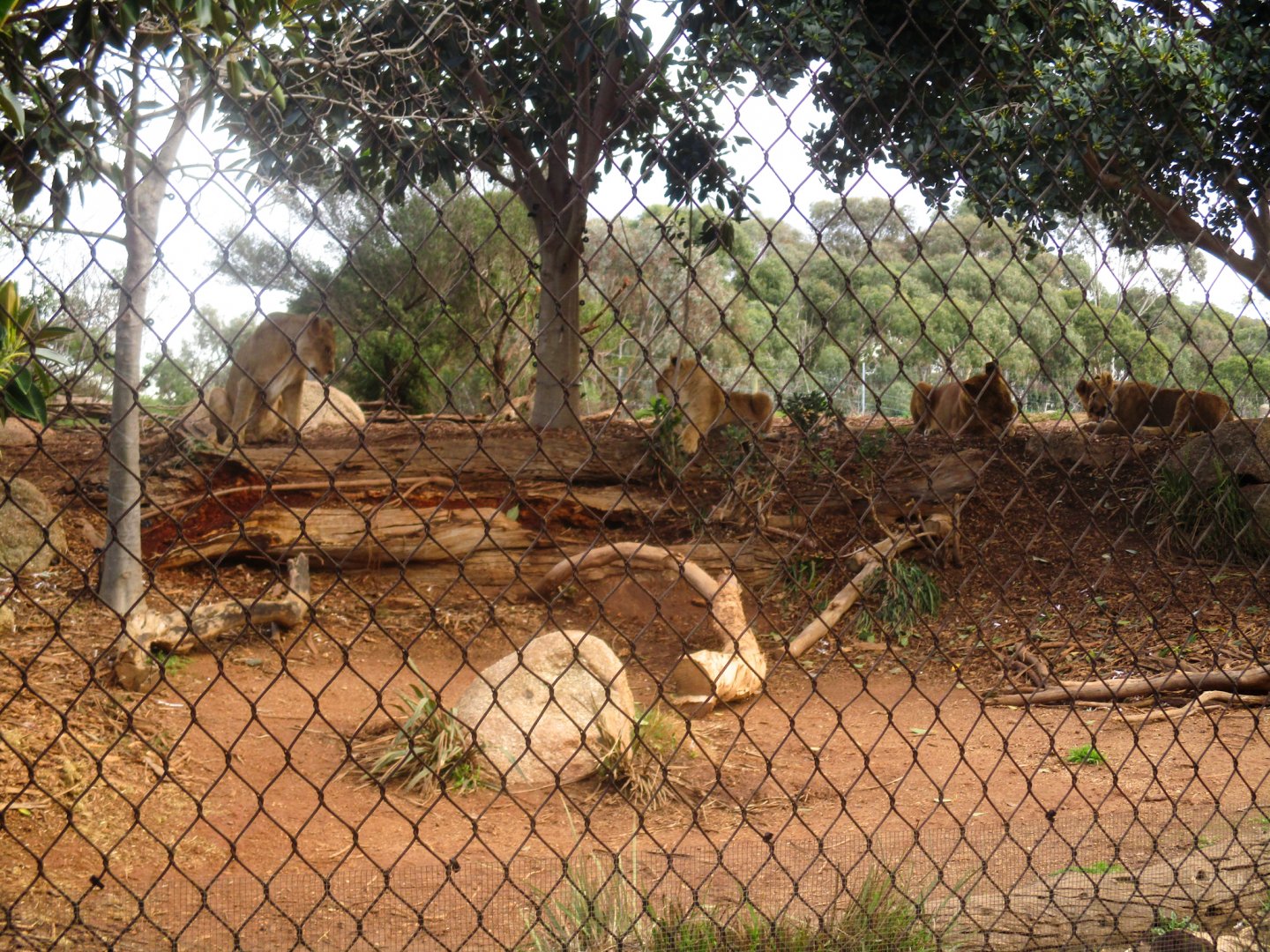 Lion Viewing Area - June 2016