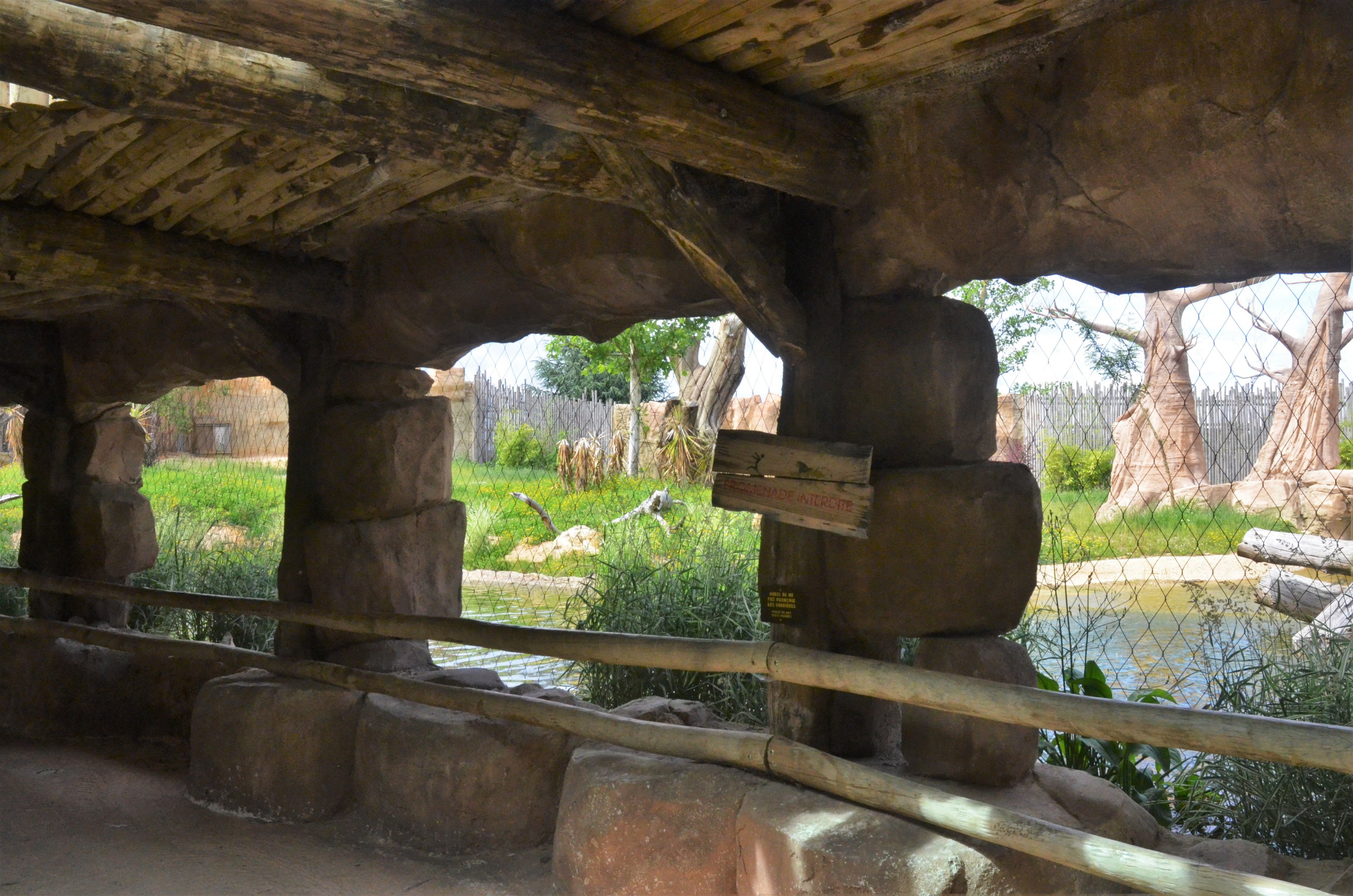 Lion Viewing at Beauval, 12/06/18