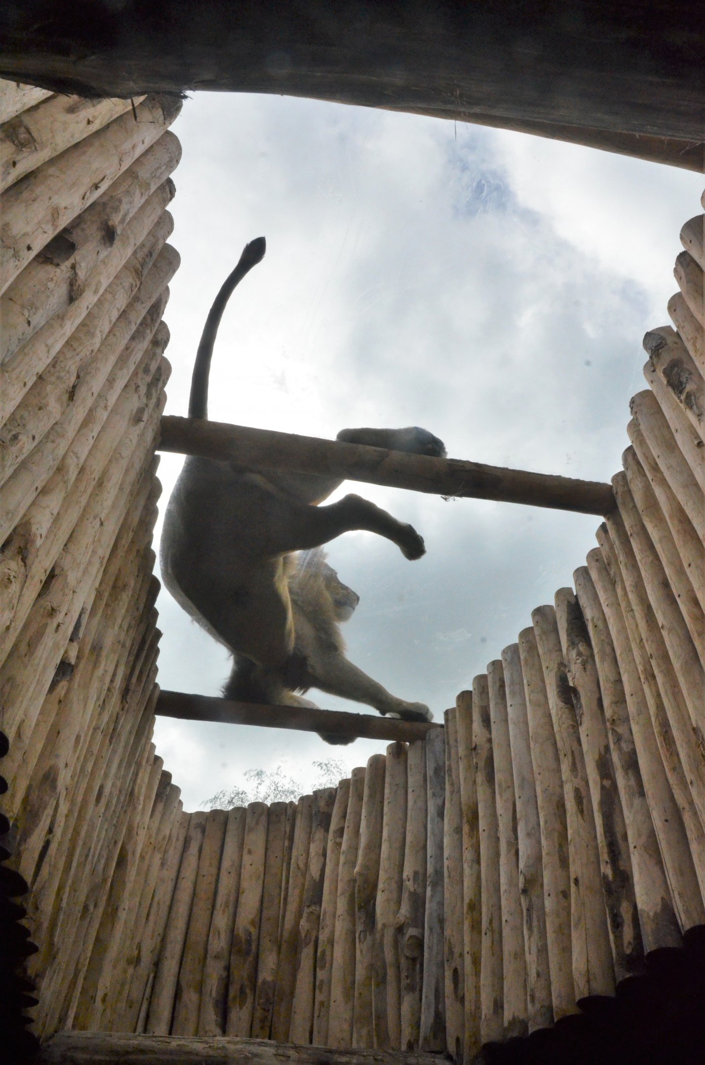 Lion Viewing at Beauval, 12/06/18