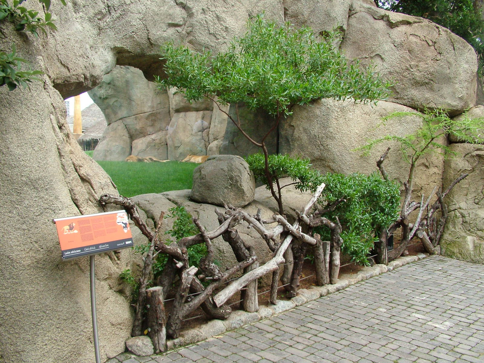 Lion Viewing at Bioparc Valencia, 28/05/11