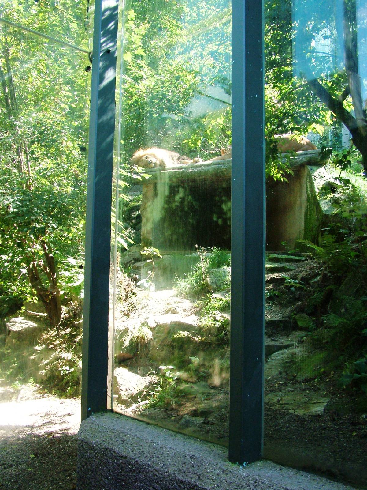 Lion Viewing at Liberec, 28/08/12