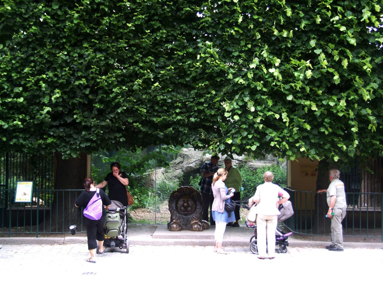 Lion Viewing at Vienna, 14/06/13