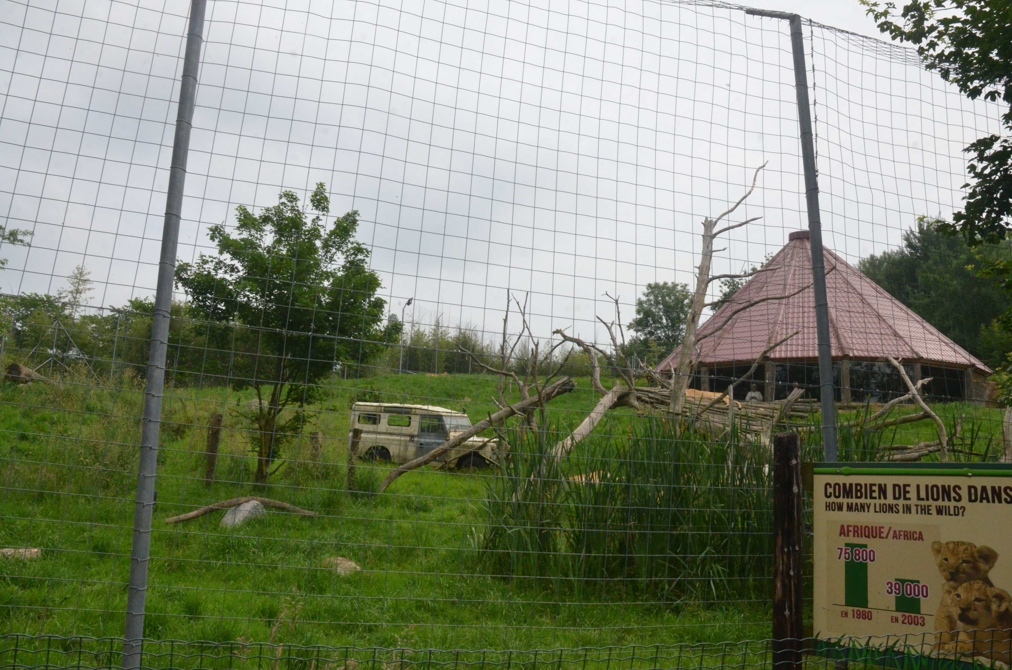 Lion Viewing from Road Train at CERZA, 10/06/18