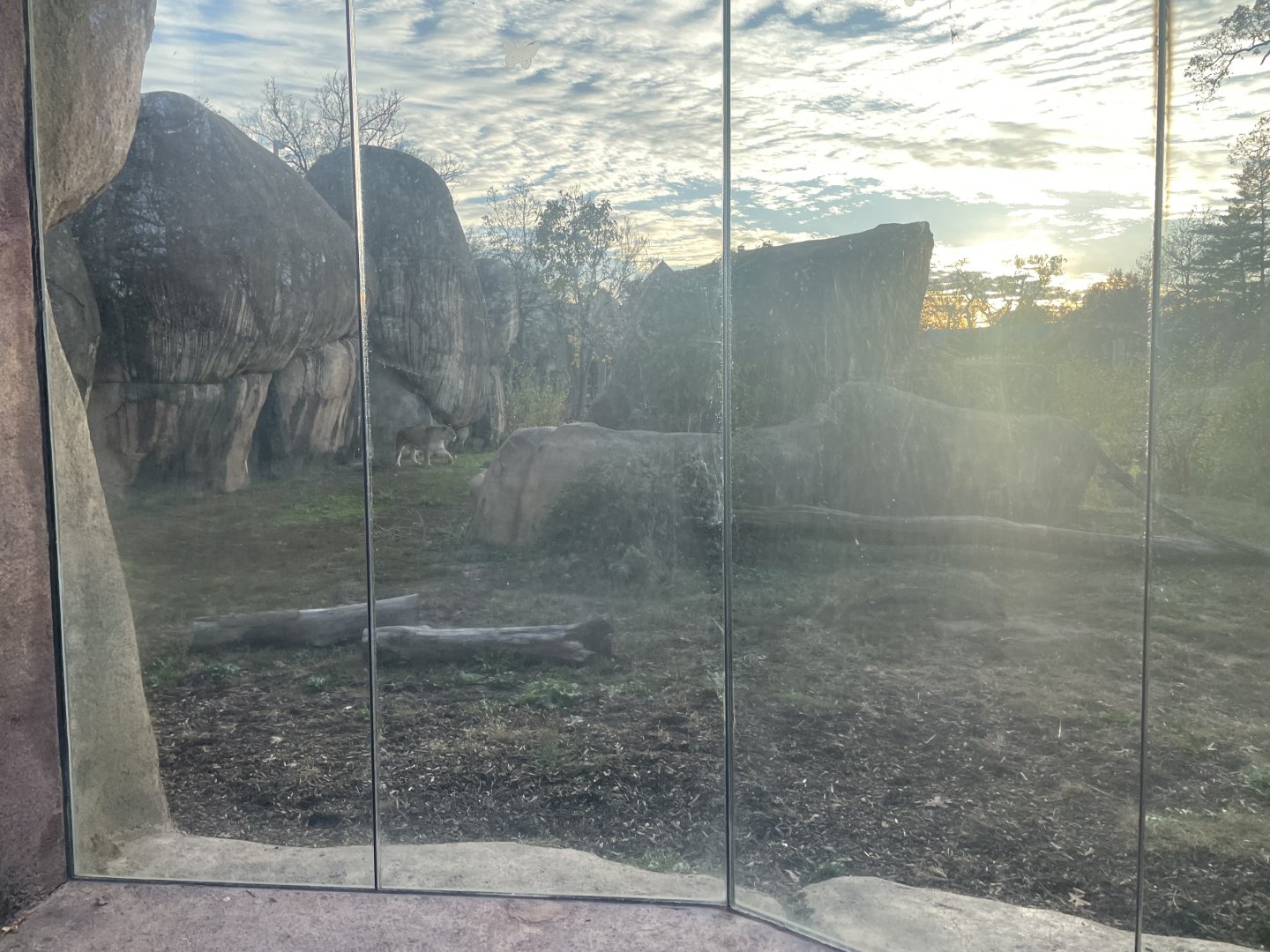 Lion Viewing- November 2024