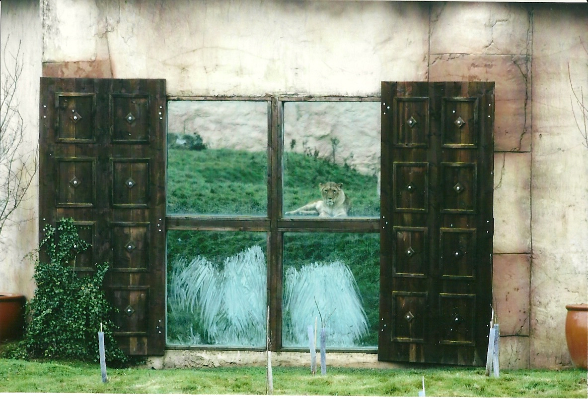 Lion viewing window 1st November 2012
