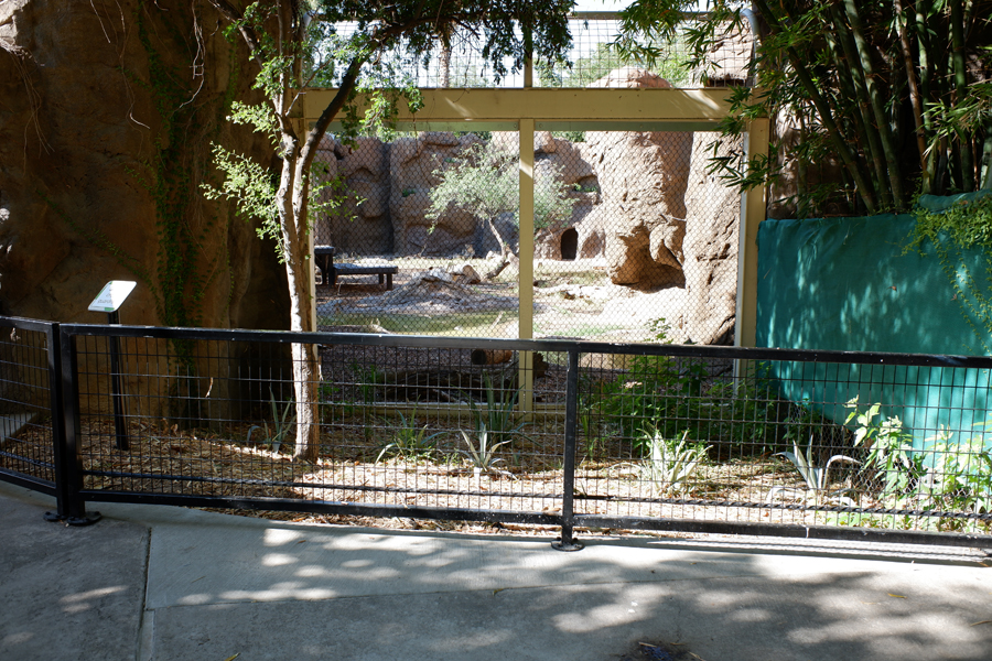 lion viewing with chain link removed