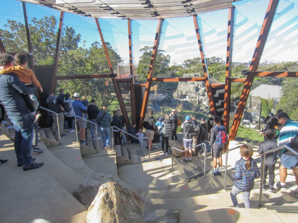 Lion viewing