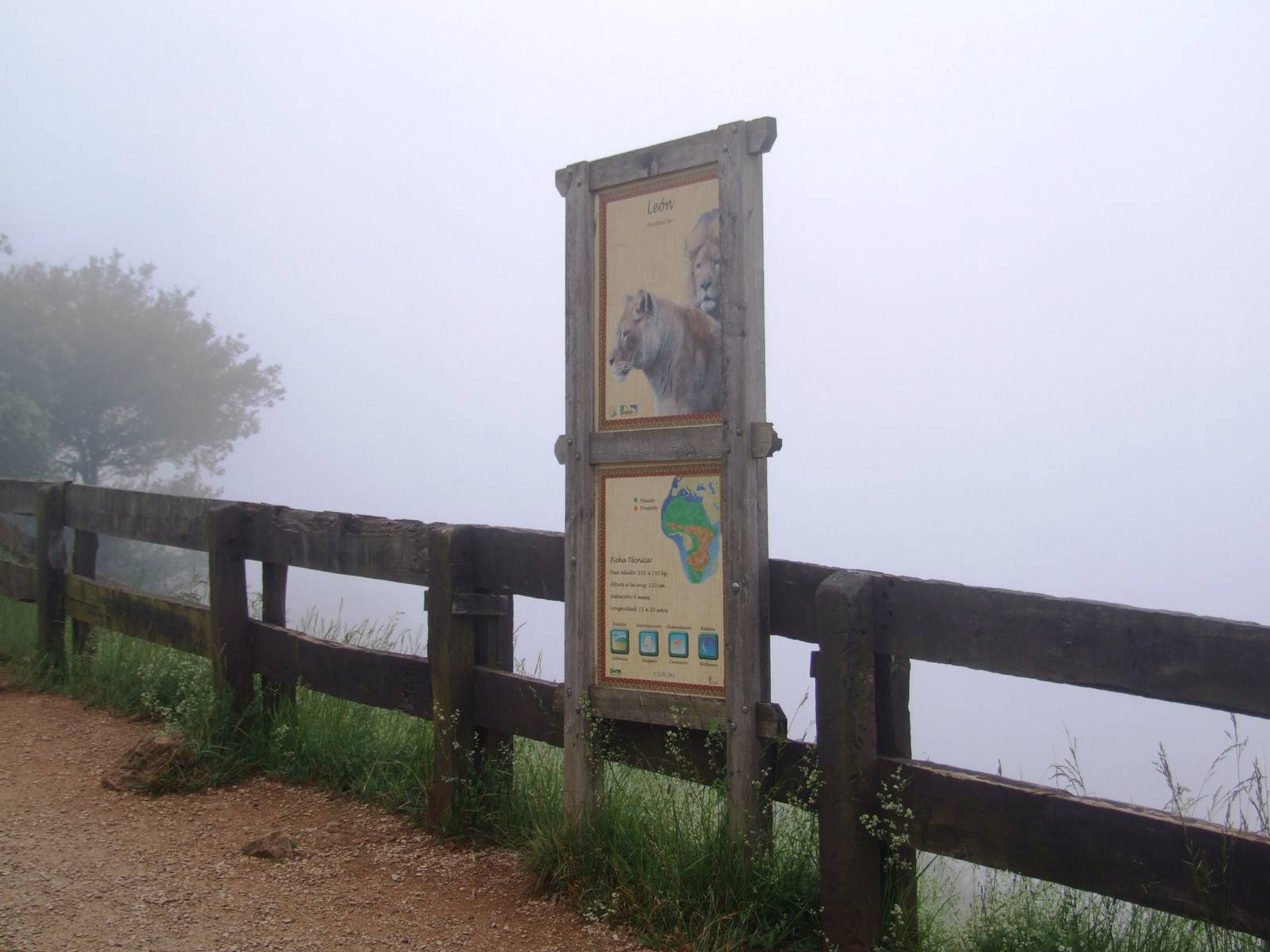 Lion Viewpoint at Cabarceno, 11/06/15