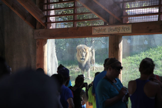 lion watching people