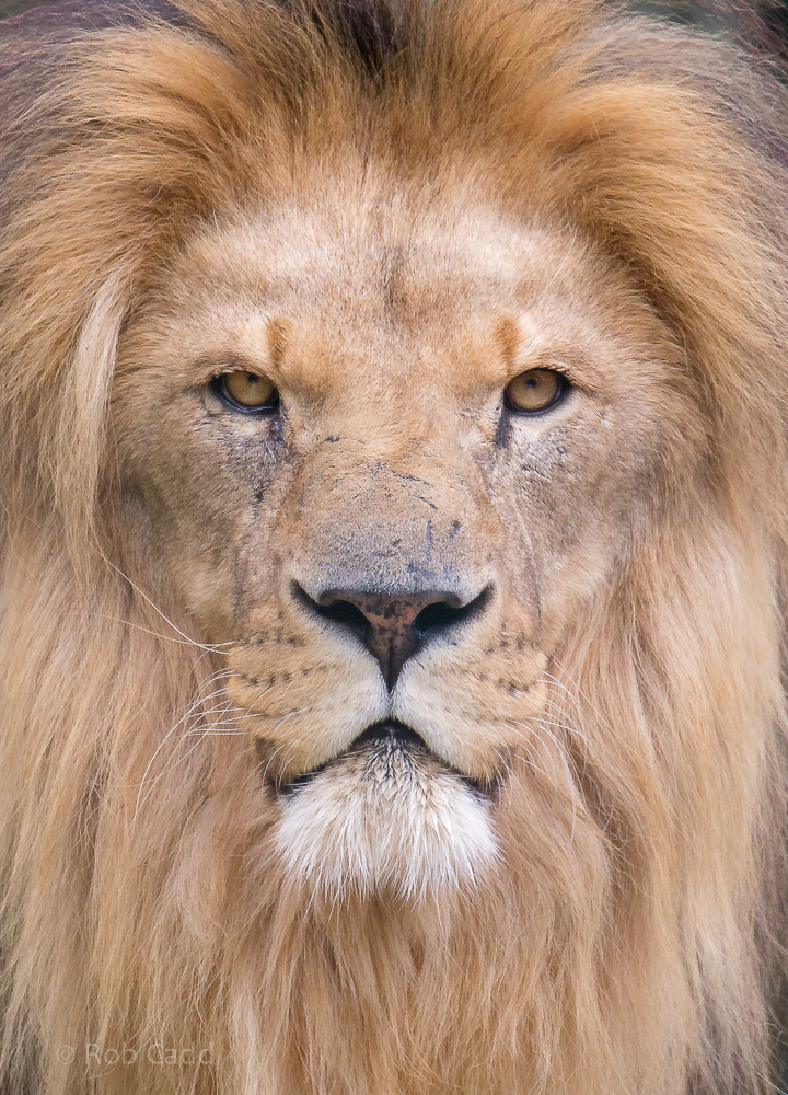 Lion : WHF Big Cat Sanctuary : 21 Jul 2017