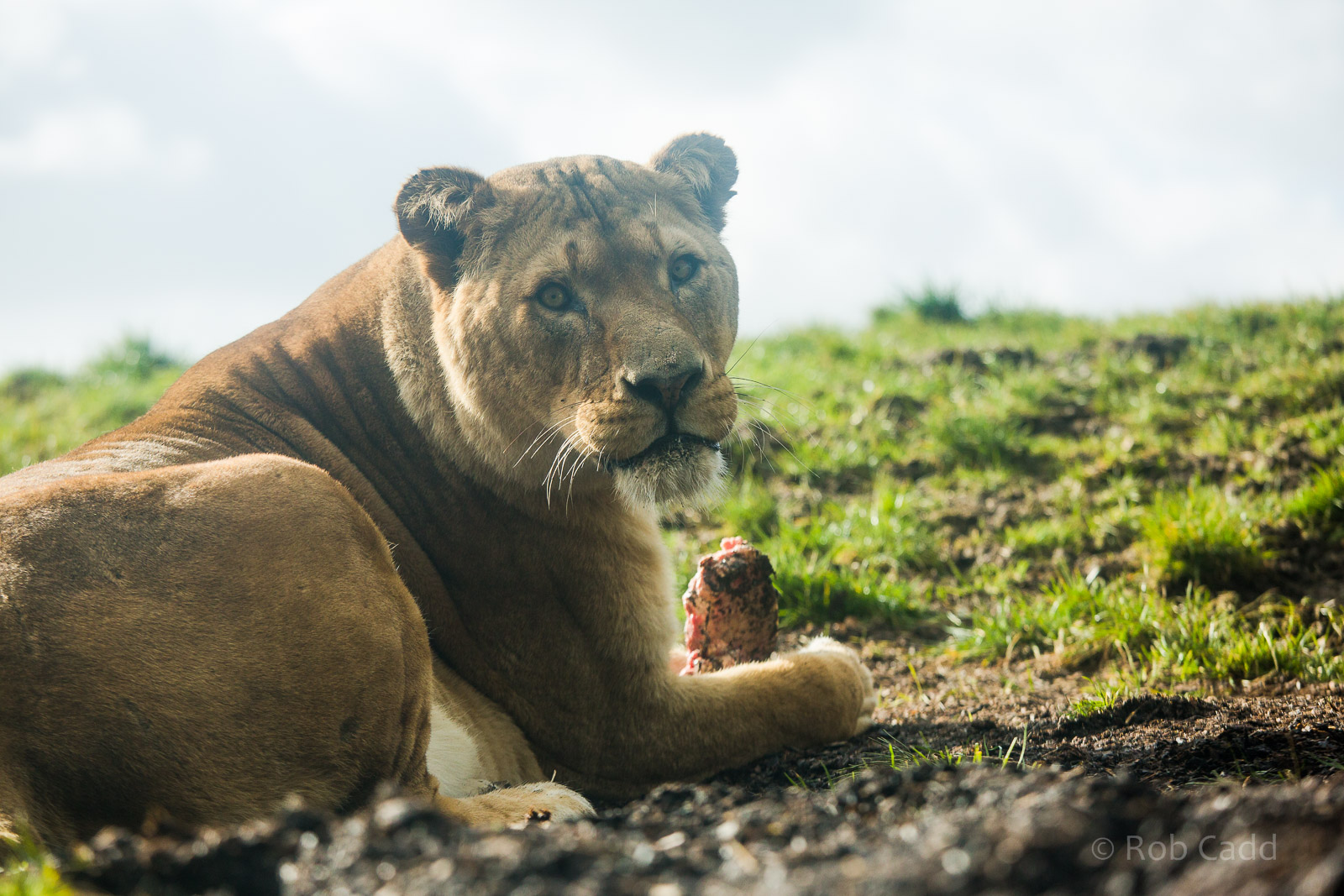 Lion : Whipsnade : 01 Mar 2015