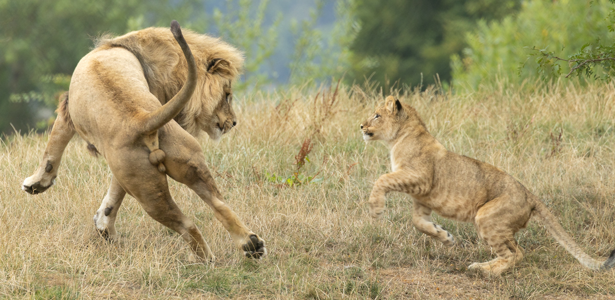 Lion : Whipsnade : 16 Aug 2025