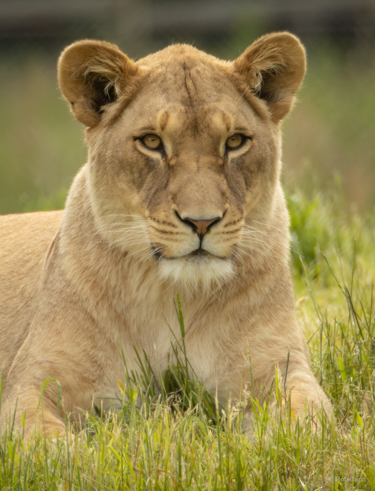 Lion : Whipsnade Zoo : 16 Jun 2024