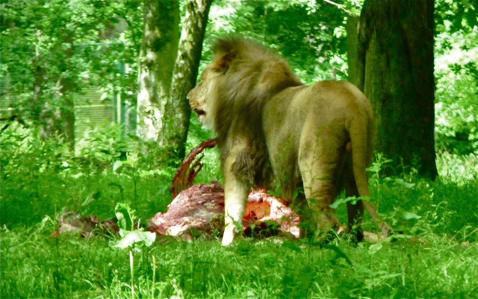 Lion with Carcass