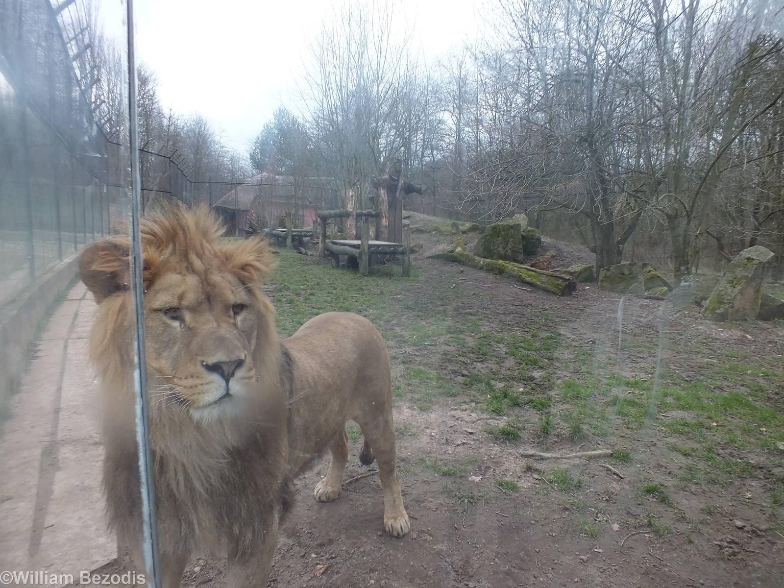 Lion with Enclosure view Behind