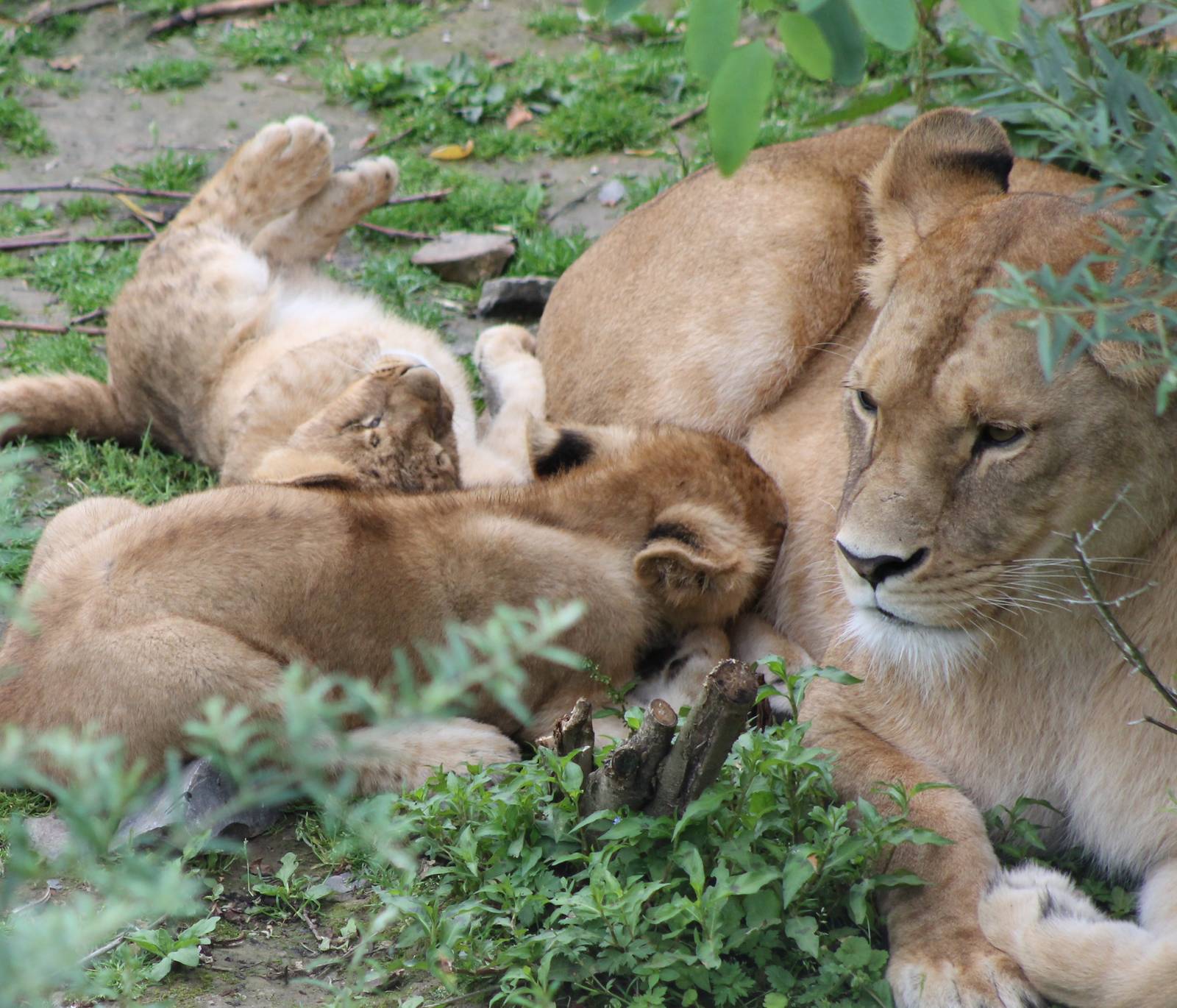 Lion with young