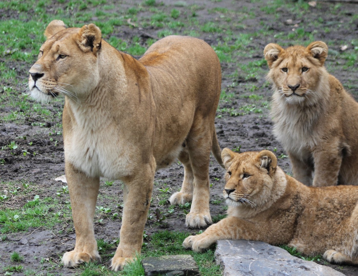 Lion with young