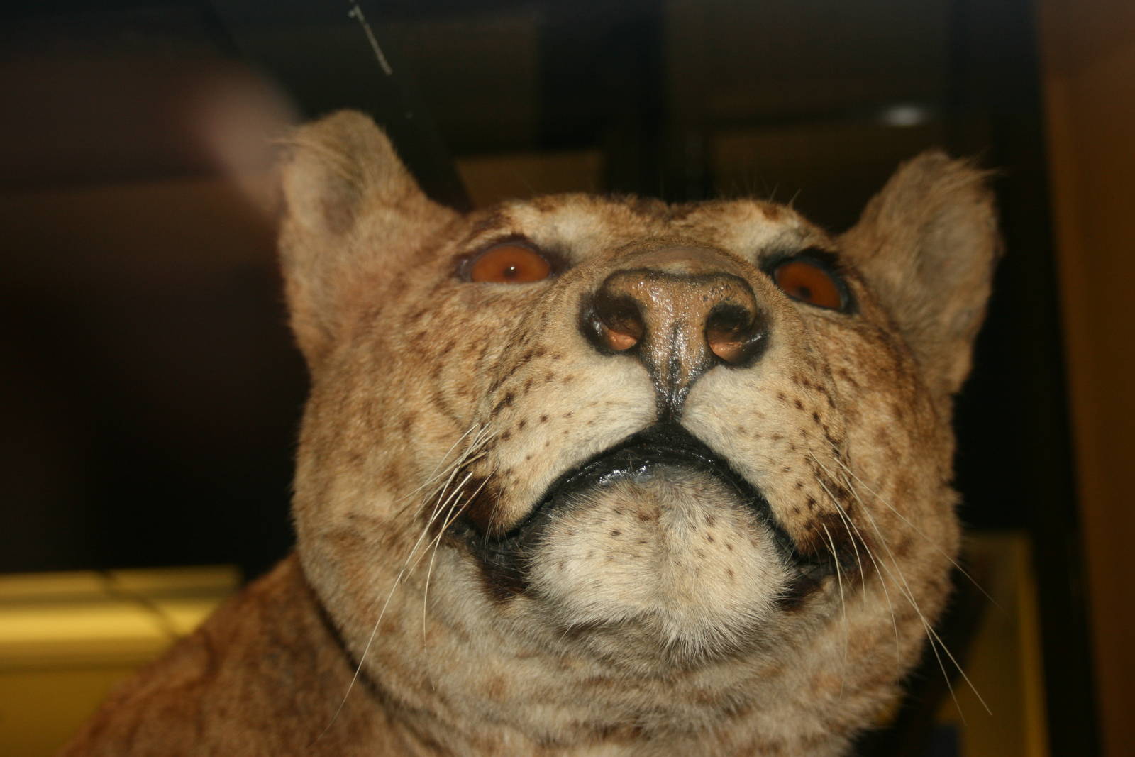 Lion x Jaguar hybrid; Tring Zoological Museum; 21st March 2010