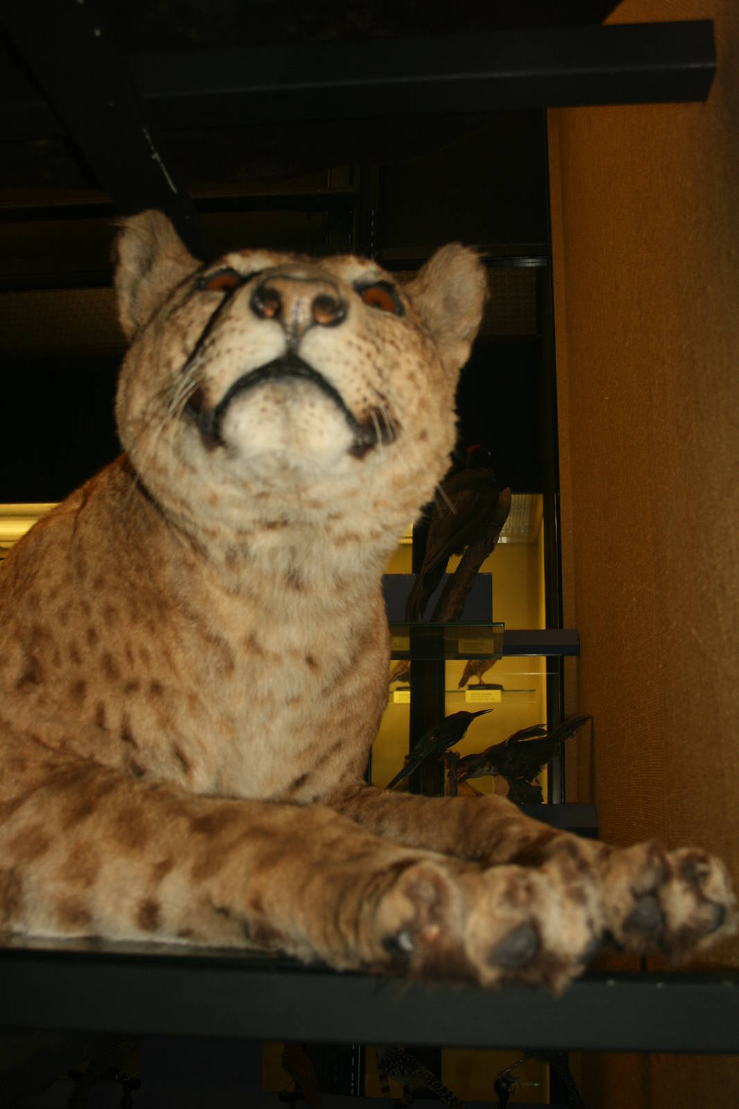 Lion x Jaguar hybrid; Tring Zoological Museum; 21st March 2010