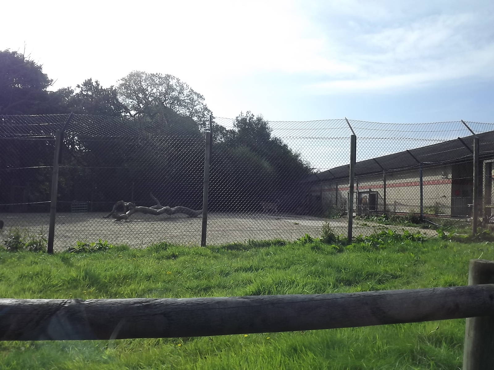 Lion yard at Knowsley Safari Park 08/09/12