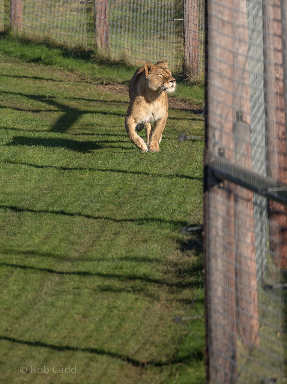 Lion : Yorkshire WP : 11 Nov 2017