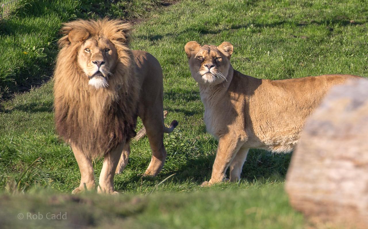 Lion : Yorkshire WP : 11 Nov 2017