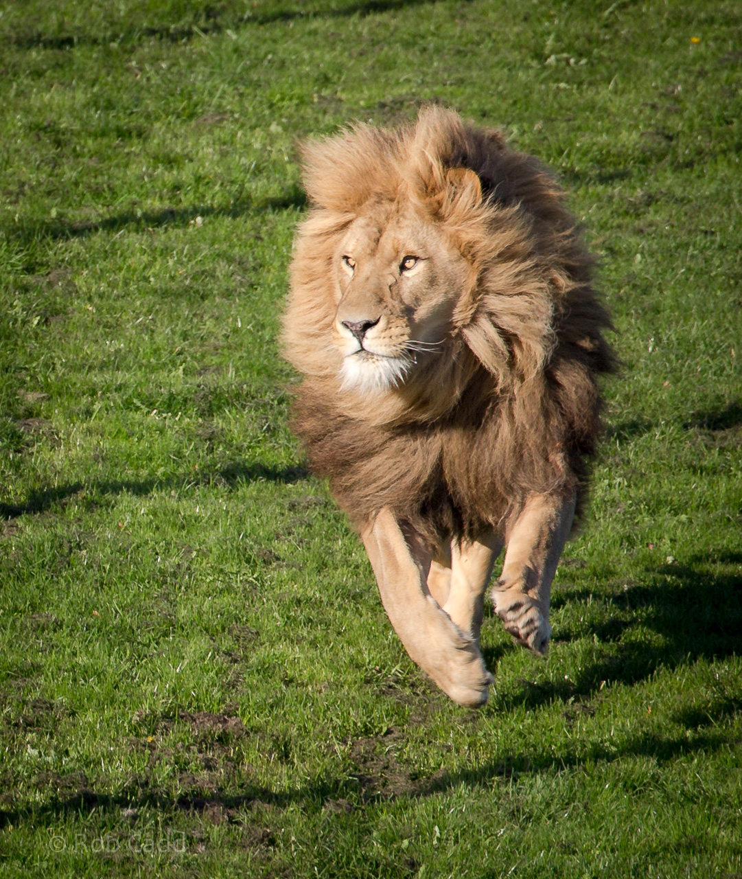 Lion : Yorkshire WP : 11 Nov 2017