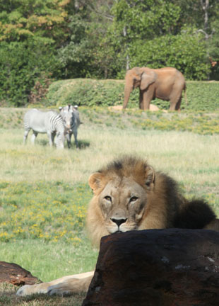 lion, zebras, elephant